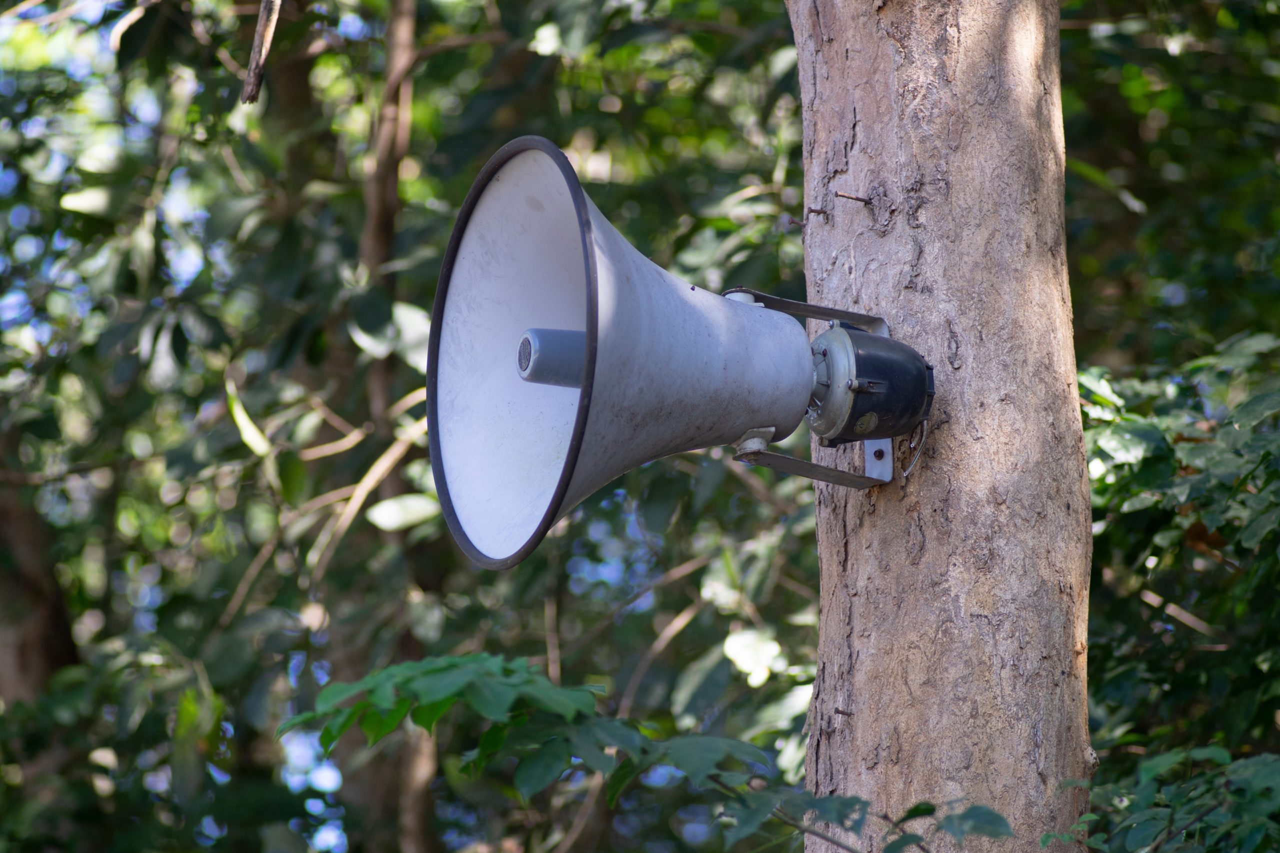 Featured image for “Radio Among the Treetops”
