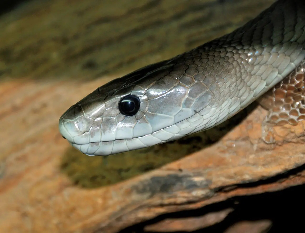Featured image for “Black Mamba”